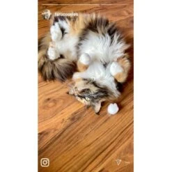 Kater Kasimir Premium Katzenminze, 60g Vorratspack (getrocknet, Geschnitten Und Gesiebt) -Ruffwear Magasin 0a8ae32e60664223a1beefc94e9ac56208606b87 1408153 de DE adc4a873272fd6b5f96f57d3a5134693bfc5f272qXbFbT