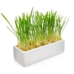 Canadian Cat Company Futterbar Cat Diner Grau/ Weiß -Ruffwear Magasin 0e525574824550e168be02a6fecb7a609ed284ae 1360972 de DE a02d68c3a8d109b1266e955b4dfb6c9ffc1d2950Klvw73