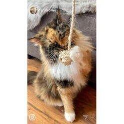 Kater Kasimir Deluxe Set Mit 9 Beliebten Katzenspielzeugen Aus Naturmaterial Und Handgemachtem CATDAD Armband -Ruffwear Magasin 1f04ffa2e176fa1eec74eb330832e3ec90bf46a4 1408151 de DE 8e1afbeea10c4c53b2e3c89a347993a00031803aaPAVJ2