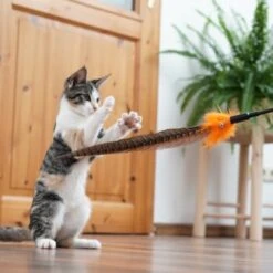 Schlitzohr Federwedel Birdy 3er Pack -Ruffwear Magasin 2e08cedc855b4fe4d22372cc22f48cef3188be3c 1659562 de DE 4a8ba2ccf79071630769db1080a8b14fba93fcb3EKX8X8