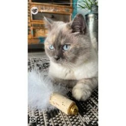 Kater Kasimir Deluxe Set Mit 9 Beliebten Katzenspielzeugen Aus Naturmaterial Und Handgemachtem CATDAD Armband -Ruffwear Magasin 4d777484de5457a02028f595b53fdb1b69e309d7 1408151 de DE 911e17a5e45692f3789ac8bc9aee946048898d74SkrQo3