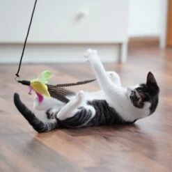 Schlitzohr Stabile Katzenangel Arnold 10 Schlitzohr Stabile Katzenangel Arnold -Ruffwear Magasin 54841f5ca0a2f25f571ec7332a32c6e2a90e4e62 1484671 de DE 2194cc6dae193c9b0d821763f83834cddf74faa5pNGuUj