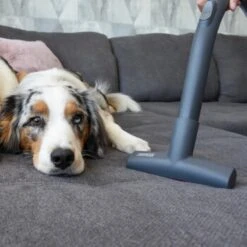 THOMAS Perfect Air Animal Pure -Ruffwear Magasin 603137fb8b3080096fe34bb0ce0b35713a0081ec 1406731 de DE 61ffd08a4c243aaa506c87a5b11107f7ffeaf308tEO6cw