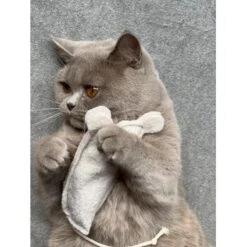 Kater Kasimir Premium Paket Mit 7 Beliebten Katzenspielzeugen Aus Naturmaterial -Ruffwear Magasin 69d850d83d44dd51ee163b4ce9871d685e5144a3 1408152 de DE 5e0e2fa341f3b7f13618444c260f3bc5df86140eIfTKHQ