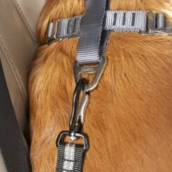 Kurgo Swivel Tether Hunde-Sicherheitsgurt -Ruffwear Magasin 8dbcbcac10d007bd4dc05ef3b5ad9eccf675e998 1481164 de DE eeae5091d7cfc902bca33c6751542cf45e65fb7etcDTIS