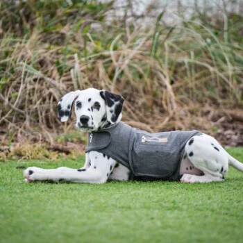 Thundershirt Beruhigungsweste Grau XS 10 Thundershirt Beruhigungsweste Grau XS – Bild 8