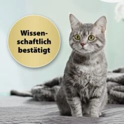 Felisept Home Comfort Set Diffusor + Flakon 45ml -Ruffwear Magasin 9c015fbf97e9da0b9557db7ed4b82ab2943cb9e3 1667495 3