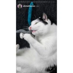 Kater Kasimir 3 Handgerollte Filzwürmchen Aus Schurwolle + 1 Mini-Flasche Katzenminze-Spray -Ruffwear Magasin 9f7ff512709dd50e91c430c3ac3ef7ee598f1a2a 1409266 de DE 1fc0cc3c919dcaaf28a0e442859a52c0a2aaef43Mb7rqZ