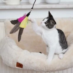 Schlitzohr Katzenangel Federanhänger 5x -Ruffwear Magasin ac968f3e92fea38def92e5a7524fa7085dc78563 1484675 de DE ddb20d567bfb55f49958028f07ad50186cd87523xUAnfc