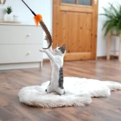 Schlitzohr Federwedel Birdy 3er Pack -Ruffwear Magasin ad71433917b4c75207a76b8cde2a63e28ac6a3f4 1659562 de DE 3439e97a8a6ef7574f0506829a0694961b8792bfHS2VqL