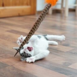 Schlitzohr Federwedel Birdy 3er Pack -Ruffwear Magasin b2468018bd2b888c11ee64154d86732de60c7830 1659562 de DE 7d36675a42a956412d003b03e1f072b0ae0379063UsHBd