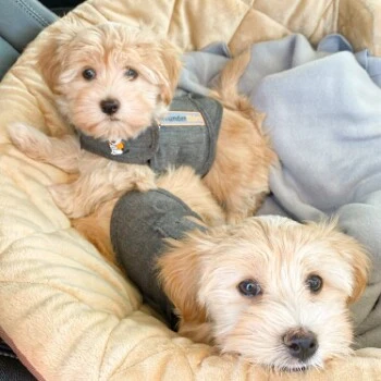 Thundershirt Beruhigungsweste Grau XS 11 Thundershirt Beruhigungsweste Grau XS – Bild 9