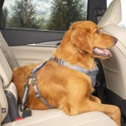 Kurgo Swivel Tether Hunde-Sicherheitsgurt -Ruffwear Magasin c98a15677fc1e1c0088cc106fa72aafcce31bfb5 1481164 de DE 10f0e4a045b293db8a7afa74d0d304771f3abc73tkmK3m