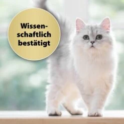 Felisept Home Comfort Nachfüller 45ml -Ruffwear Magasin caf8bdd319326ad4f481de1e79b9c99dd7d55926 1667496 3