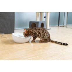 AniOne Keramik-Trinkbrunnen Waterfall Weiß Ohne Ersatzfilter 11 AniOne Keramik-Trinkbrunnen Waterfall Weiß Ohne Ersatzfilter -Ruffwear Magasin f5666e2f535275128e81462f19991e450c3d3f87 c66954489332ac4ff326811e24559ef9b2854fac