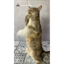 Kater Kasimir Premium Katzenangel Mit 4 Handgemachten Anhängern Aus Naturmaterial -Ruffwear Magasin f5a0947d639de966c4125c979f26b15c23b5fa95 1408150 de DE aa9d1c169f7ec9191367c416c4b64e9770f966aeO7Adip