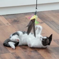 Schlitzohr Katzenangel Federanhänger 5x -Ruffwear Magasin fb09936ea9d25b4ceb7b2f0b88286c91e6ede665 1484675 de DE 706999394aba568bf156a2aea623d154b845a9f55pZfqW